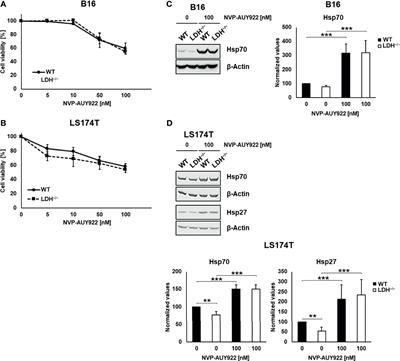 A Low Membrane Hsp70 Expression in Tumor Cells With Impaired Lactate Metabolism Mediates Radiosensitization by NVP-AUY922